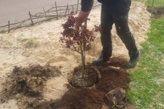 baum1_20220531_1548528128